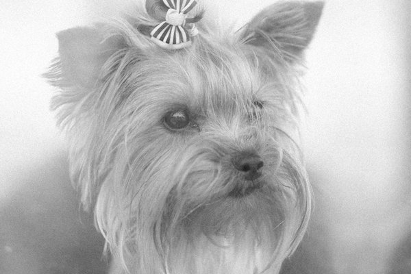 ¿Cómo seleccionar el tipo de comida húmeda o seca que mejor se adapte a tu gato?