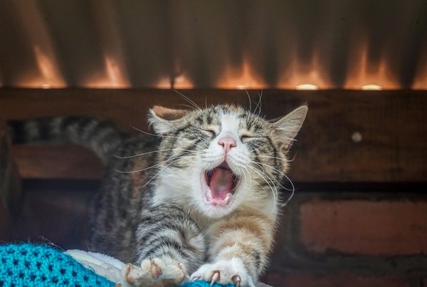 ¿Qué debo tener en cuenta al adoptar un perro de un refugio?