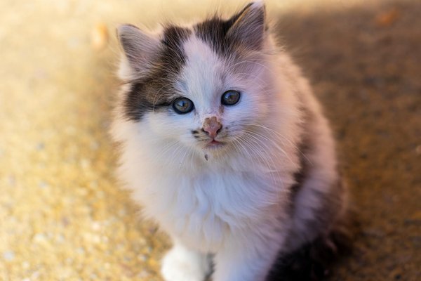 ¿Qué hacer si tu gato presenta diarrea persistente y cuándo consultar al veterinario?